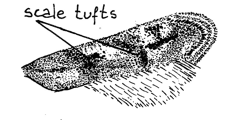 Forewing of Mompha miscella (Momphidae).